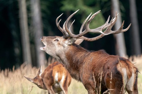 Artiodactyla, Cervus Elaphus, even-toed ungulate, cloven-hoofed, red deer, red deer, rutting, deer,