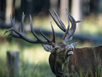 Artiodactyla, Cervus Elaphus, even-toed ungulate, cloven-hoofed, red deer, deer, deer, deer, leo,