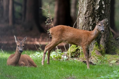 Artiodactyla, Capreolus capreolus, even-toed ungulate, cloven-hoofed, roe deer, mammals, mammals