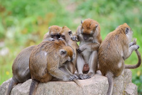 Javan macaques (Macaca fascicularis), a group engaging in mutual grooming, in captivity, found in