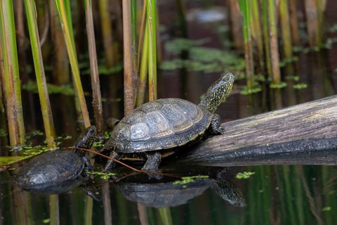 European Pond Tortoise, European Pond Turtle, European Swamp Turtle, Reptilia, Reptilia, Turtles,