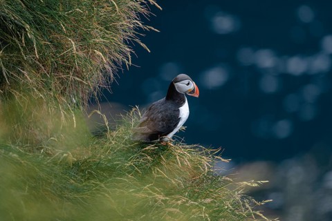 Puffin on grassy rock edge, Gjogv, Faroe Islands