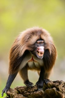 Gelada (Theropithecus gelada) male walking on an old tree trunk, captive, distribution africa