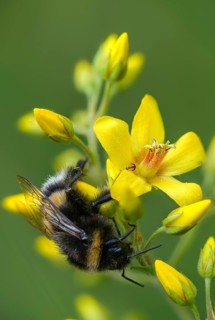 Apidae, bees, bombus terrestris, dark bumblebee, hymenoptera, buff-tailed bumblebee, bumblebee,