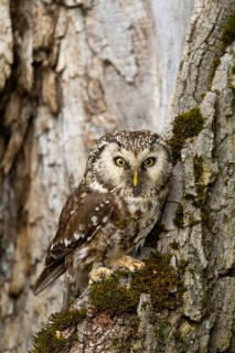 An owl with striking plumage perches on a tree, perfectly camouflaged in its natural surroundings: