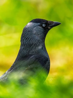 Western Jackdaw, Corvus monedula, Bempton Cliffs, Yorkshire, England, United Kingdom