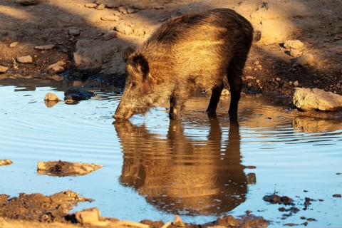 An adult wild boar (Sus scrofa) drinks from a small pond at sunrise. Bavaria, Germany
