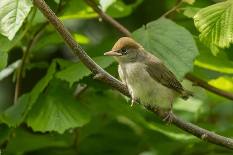 Blackcap (Sylvia atricapilla) juvenile bird on a hazel tree branch, Suffolk, England, United