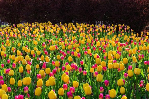 Bed of abundant back lit single cup shaped yellow and purple pink Tulipa - Tulip flowers in spring,