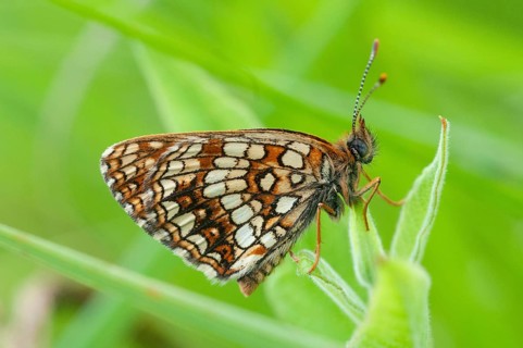 Valerian moth, false heath fritillary, melitaea diamina, swamp meadow moth, butterfly, insects,