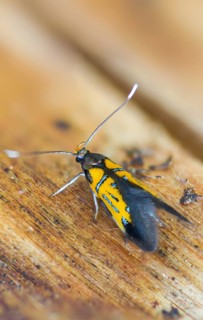 Brown-tip tubic, oak bark rotwood moth, orange-silver broad-winged moth, Schiffermülleria
