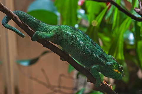 Panther chameleon, terrarium at Nuremberg Zoo, Nuremberg, Middle Franconia, Bavaria, Germany. PR