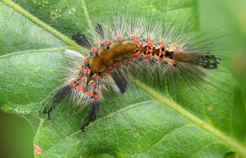 Brush spinner, owl moth, small brush spinner, Lymantriinae, noctuidae, orgyia antiqua, sloe