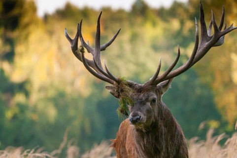Artiodactyla, Cervus Elaphus, even-toed ungulate, cloven-hoofed, red deer, red deer, rotting, deer,