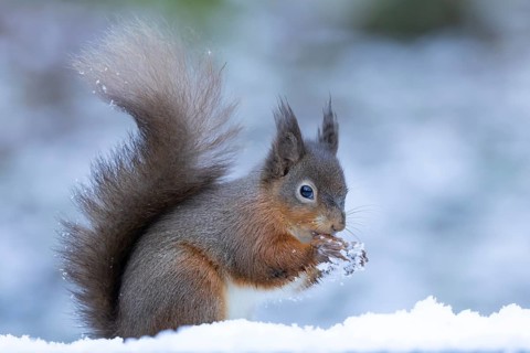Red squirrel (Sciurus vulgaris) adult animal eating a hazel nut in snow in winter, England, United