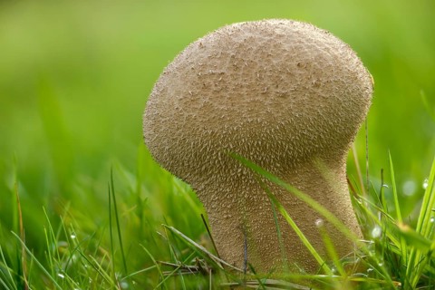 Sacred spore dust, calvatia excipuliformis, large dust, lycoperdone excipuliform, sackbovist,