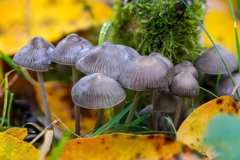 Mycena tintinnabulum, winter bonnet, winter helmet, fungi, fungi, mushrooms