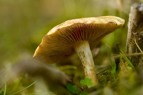 Bitter falbling, flaky stalked radish fälbling, large radish fälbling, hebeloma sinapizans, radish