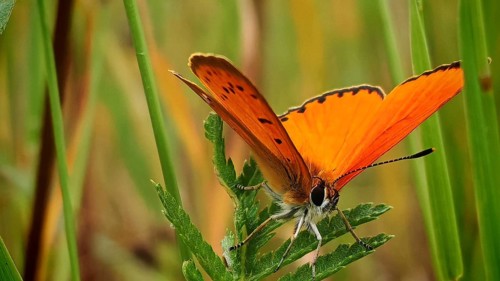 A close-up of an orange butterfly, a male Duke of Burgundy (Lycaena virgaureae), with its wings