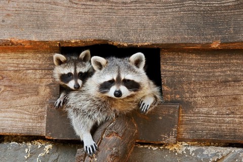 Raccoon (Procyon lotor), a female and her young peering out of the opening of a shed, Hesse,