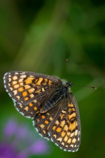 Common butterflies, heath fritillary, melitaea athalia, quail wheat moth, butterfly, high size,