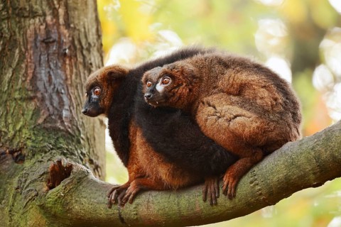 Red-bellied lemur (Eulemur rubriventer), male and female perched on a branch, in captivity, found