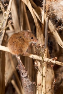Harvest mouse, Micromys minutus, rodents, rodentia, dwarf mouse, high size, portrait format,