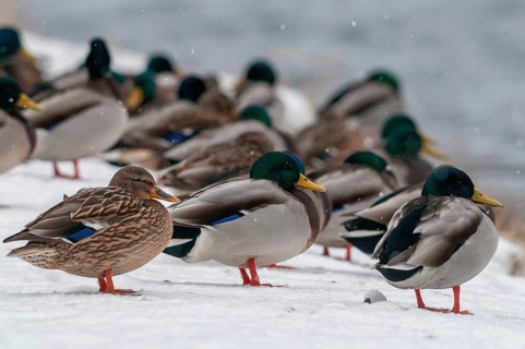 Anas platyrhynchos, mallard, mallard, anatidae, birds, ducks, ducks, ducks, female, male, male,