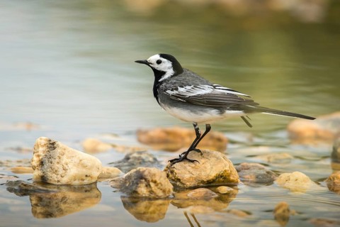 Wagtail, Motacilla Alba, White Wagtail, Bath, Bird Bath, Birds, Passeri, Songbirds, Potion,