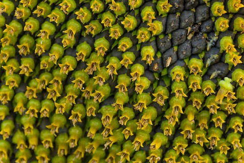 Daytime horizontal macro view of the intricate geometric pattern formed by disc florets and