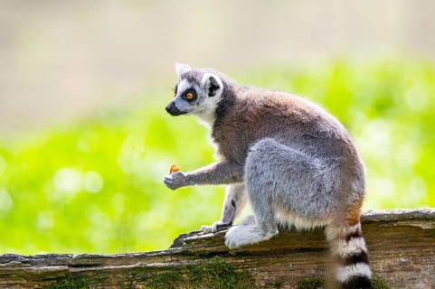 Ring-tailed lemur (Lemur catta) sitting on an old tree trunk, captive, Germany