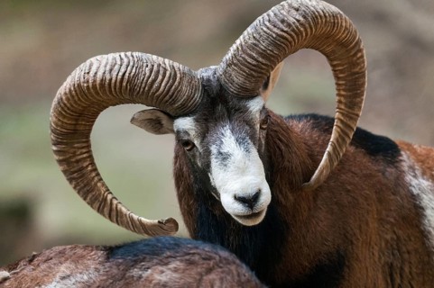 Artiodactyla, even-toed ungulate, mouflon, mouflon, mouflon, ovis gmelini musimon, cloven-hoofed,