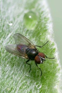 Real flies spec., mucidae spec., fly, high size, portrait format, insects, insects