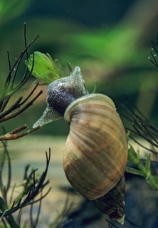 Great Pond Snail, Lymnaea Stagnalis, Spithorn Mud Snail, Aquatic, Gastropod, High Size, Portrait