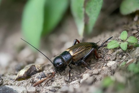 Field cricket, Gryllus campestris, ensifera, field cricket, crickets, insects, insects, long-feeler
