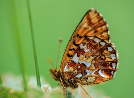 Boloria aquilonaris, cranberry fritillary, high moor mother-of-pearl butterfly, cranberry moth,