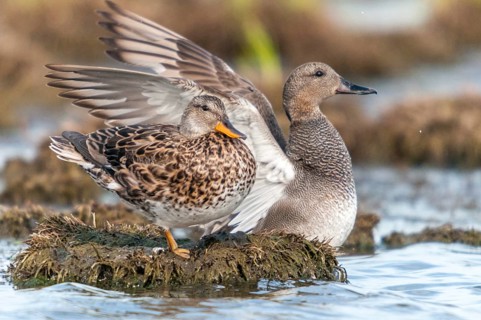 Anas Strepera, Gadwall, Mareca Strepera, Middle Duck, Schnatterente, Anatidae, Birds, Ducks, Ducks,