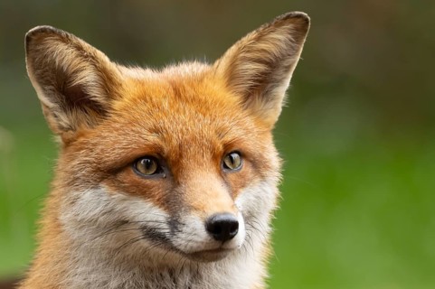 Red fox (Vulpes vulpes) adult animal head portrait, England, United Kingdom
