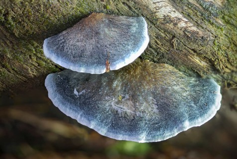 Blue sap porling, blue sap porling, conifer blueing bracket, oligoporus caesius, postia caesia, sap