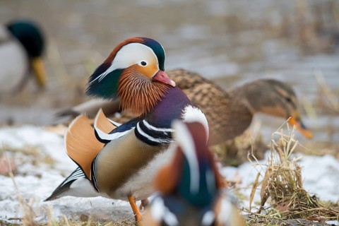 Aix galericulata, mandarin, mandarin duck, anatidae, bath, birds, ducks, ducks, ducks, ducks, male,