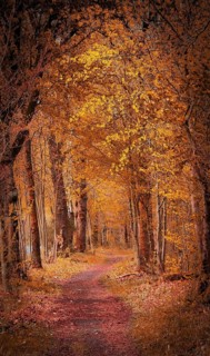 An atmospheric avenue in autumn shades of orange and yellow through the forest, hiking in the