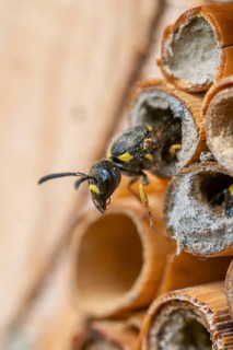 Large stem wasp, hymenoptera, clay wasp, wall clay wasp, Odynerus nidulator, Symmorphus murarius,