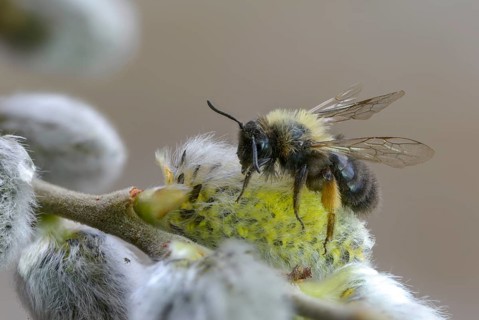 Andrena vaga, andrenidae, floodplain bee, grey-backed mining bee, hymenoptera, sand bee, willow