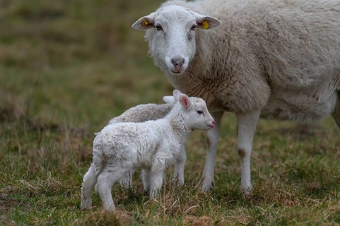 Sheep, Moorschnucke with their two lambs, Othenstorf, Mecklenburg-Western Pomerania, Germany