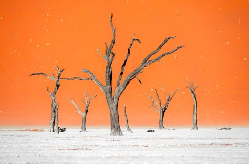 Dead camel thorn trees (Vachellia erioloba), red sand dunes, white salt pan, Dead Vlei, Sossusvlei,