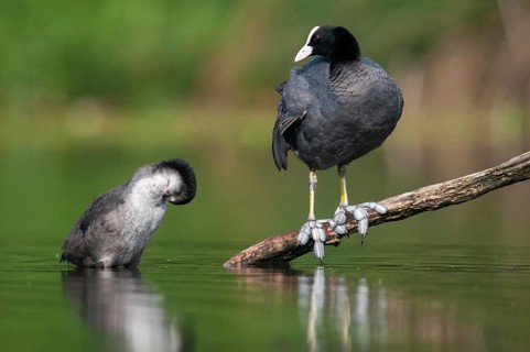 Eurasian Coot coot, fulica atra, birds, coot rail, gruiformes, adolescent, juvenile, crane birds,