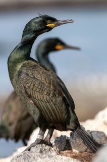 Common Shag, European Shag, Gulosus Aristotelis, Crow Shard, Norway, Phalacrocorax Aristotelis,