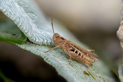 Acrididae, caelifera, field locusts, gomphocerinae, grasshoppers, short-feeler, nightingale