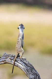 Suricate (Suricata suricatta). Also called Meerkat. Guard on the lookout. Kalahari Desert,