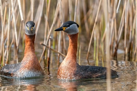 Podiceps grisegena, red-necked grebe, red-necked grebe, courtship behavior, birds, courtship
